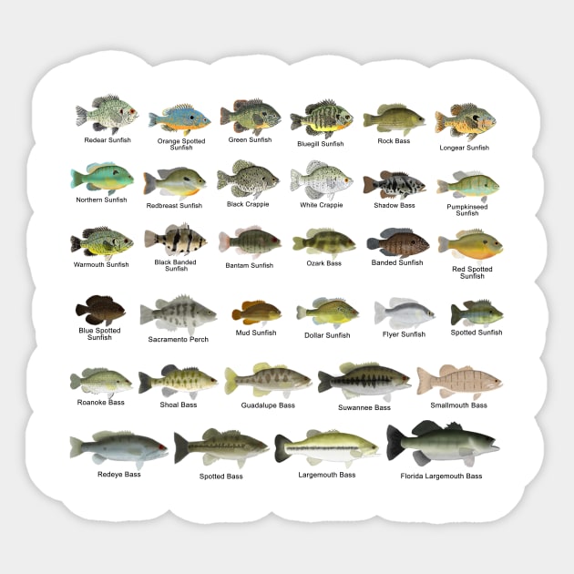 North America Sunfish Group - Named Sticker by FishFolkArt